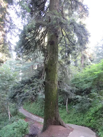 Murree - Nathia Gali — photo 17