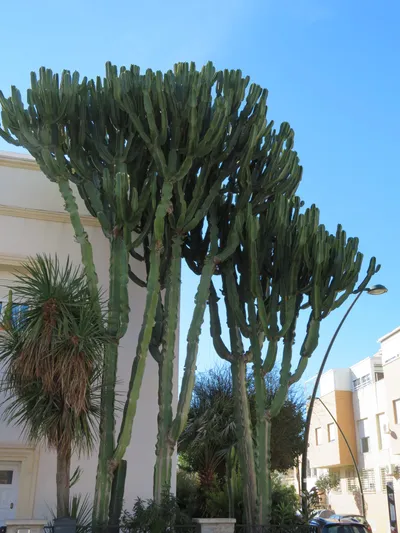 Almería — photo 3