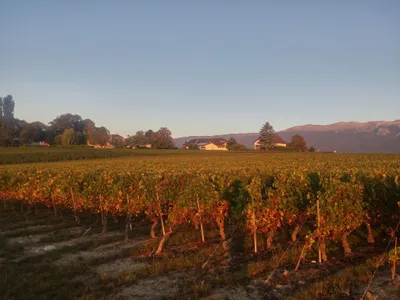 Sunrise in Choully, Satigny — photo 3