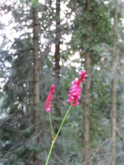 Murree - Nathia Gali — photo 6