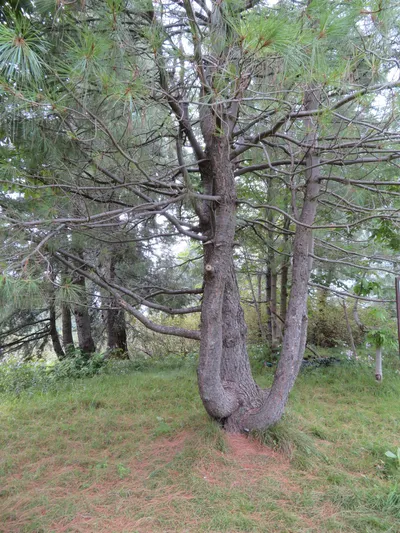 Murree - Nathia Gali — photo 4