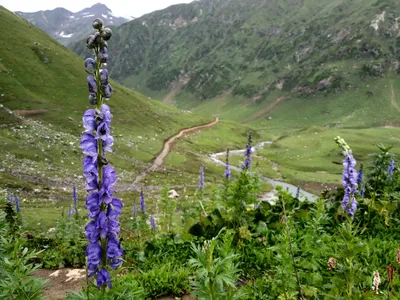 Kashmir — photo 3