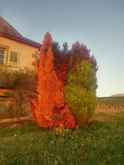Sunrise in Choully, Satigny — photo 7