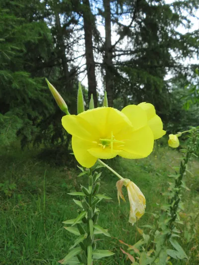 Murree - Nathia Gali — photo 10