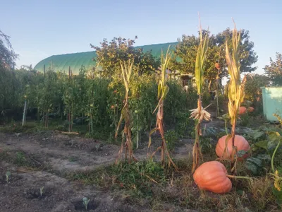 Sunrise in Choully, Satigny — photo 1