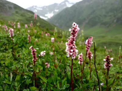 Kashmir — photo 1