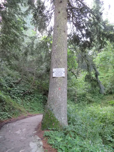 Murree - Nathia Gali — photo 15