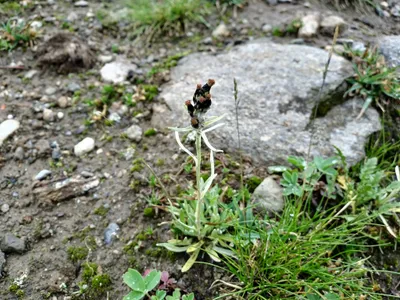Kashmir — photo 5