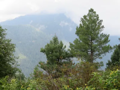 Murree - Nathia Gali — photo 1