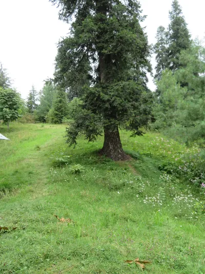 Murree - Nathia Gali — photo 3