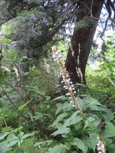 Murree - Nathia Gali — photo 2