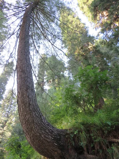 Murree - Nathia Gali — photo 3