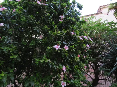 Almería — photo 3